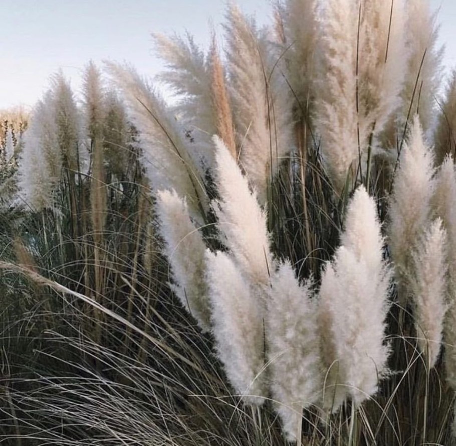 Пампасы трава