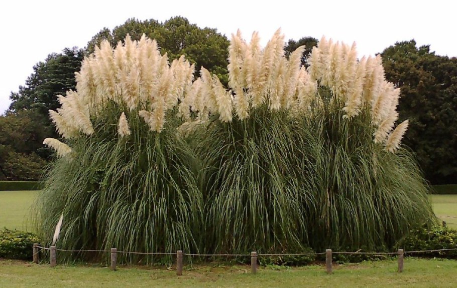 Кортадерия Пумила (pumila)