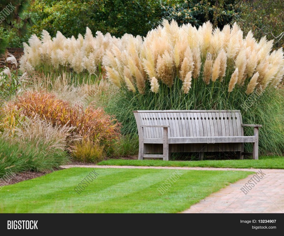 Трава пампасная пампасная