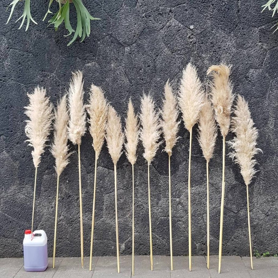 Кортадерия пампасная трава что это камыш