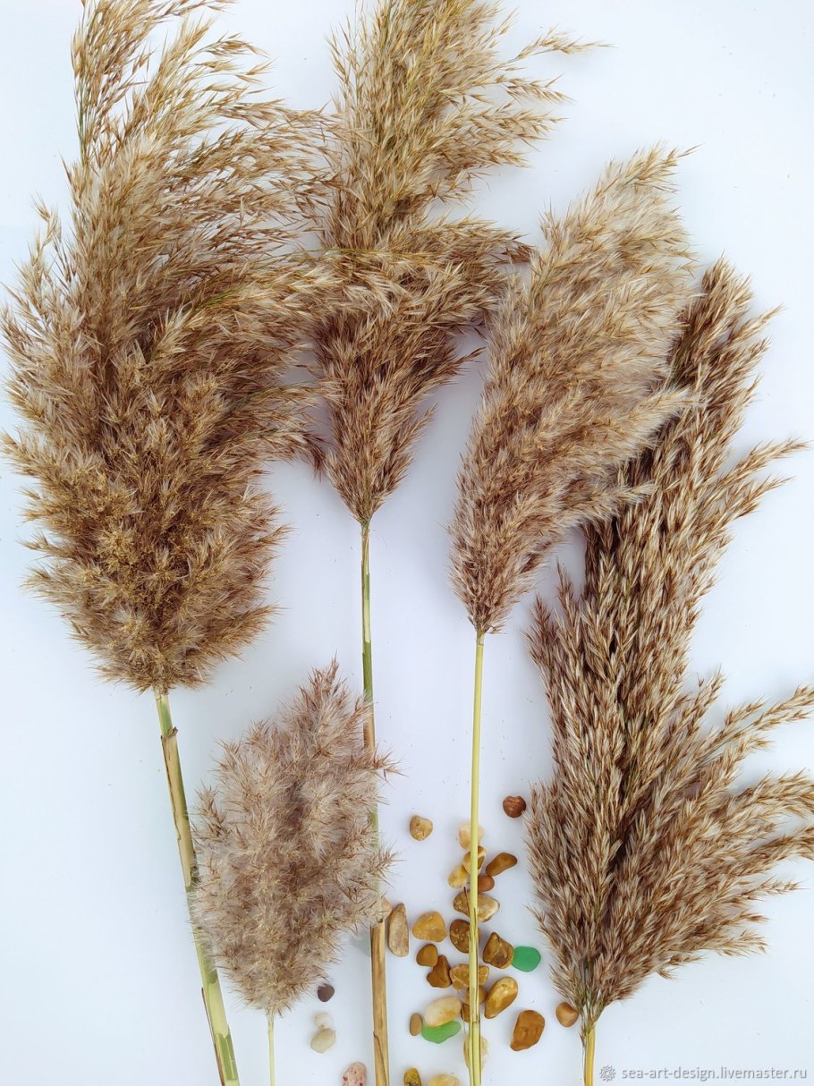 Пампасная трава cухоцвет