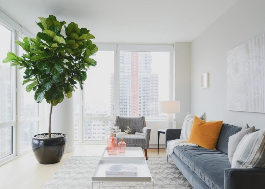 Фикус лирата Бамбино