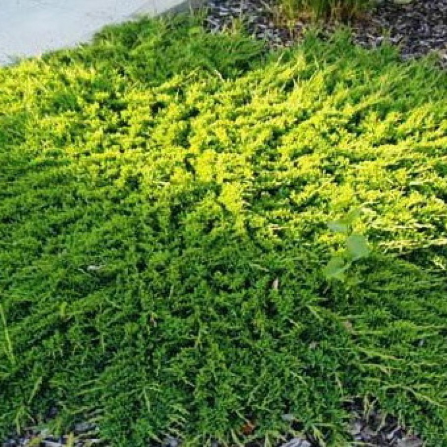 Можжевельник горизонтальный принц оф Уэльс