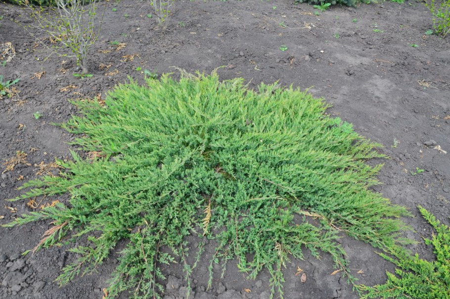Можжевельник стелющийся Prince of Wales