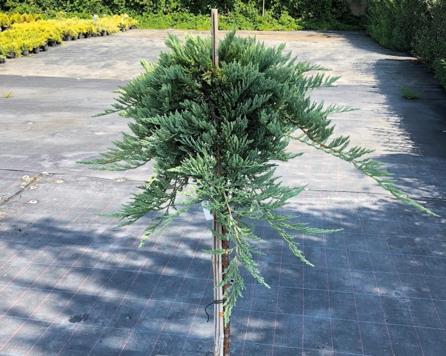 Можжевельник Вилтони