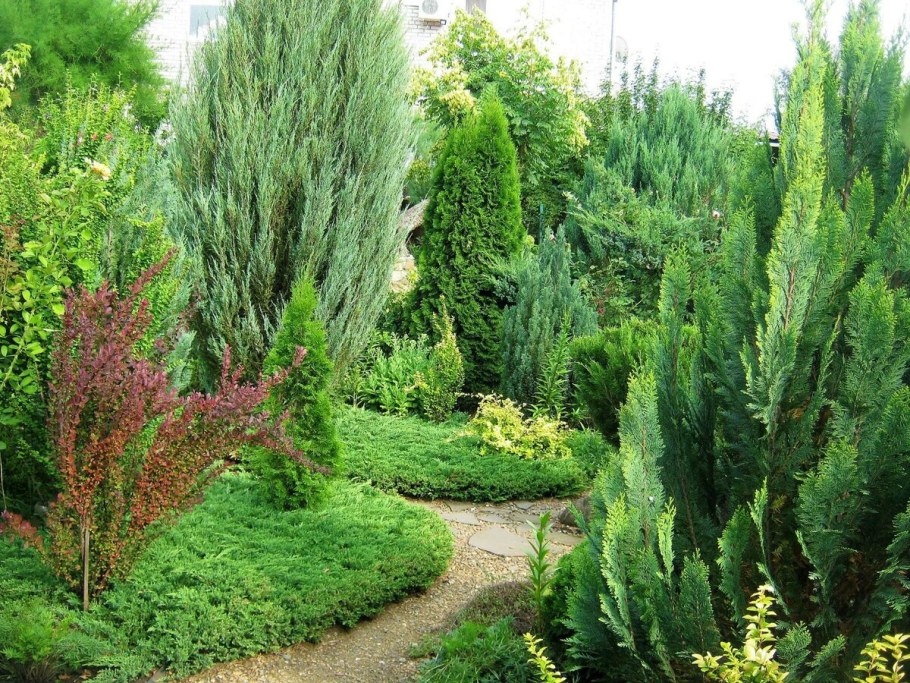 Можжевельник Prince of Wales