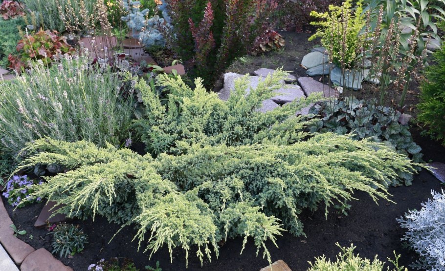 Можжевельник принц оф Уэльс