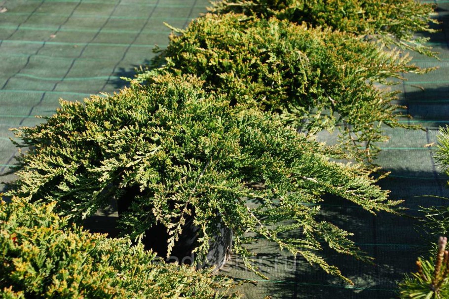 Можжевельник принц Уэльский