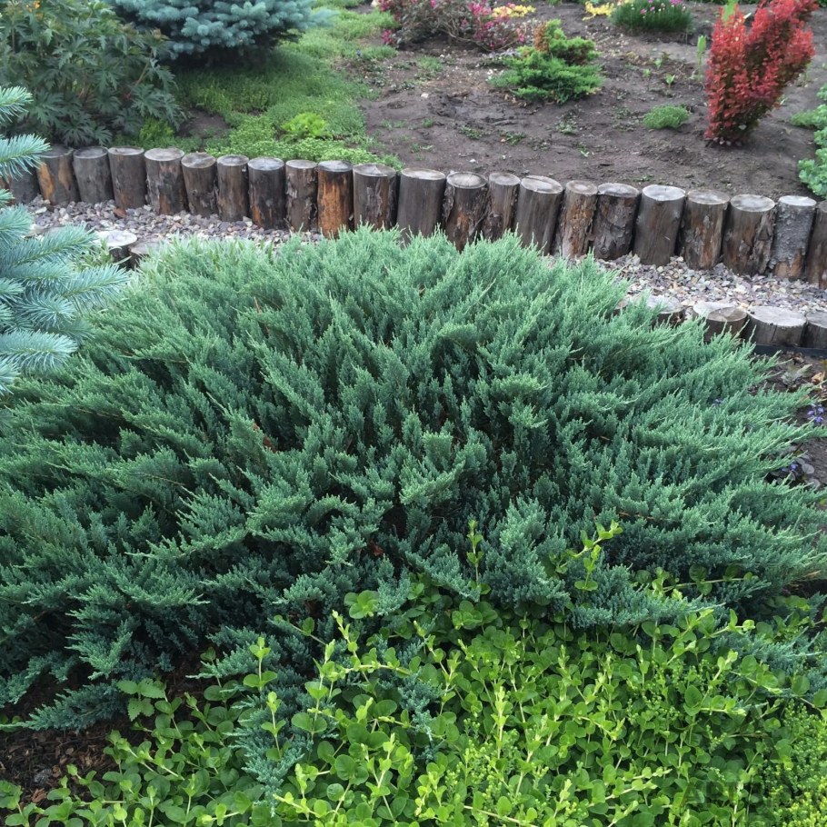 Можжевельник казацкий Блю карпет