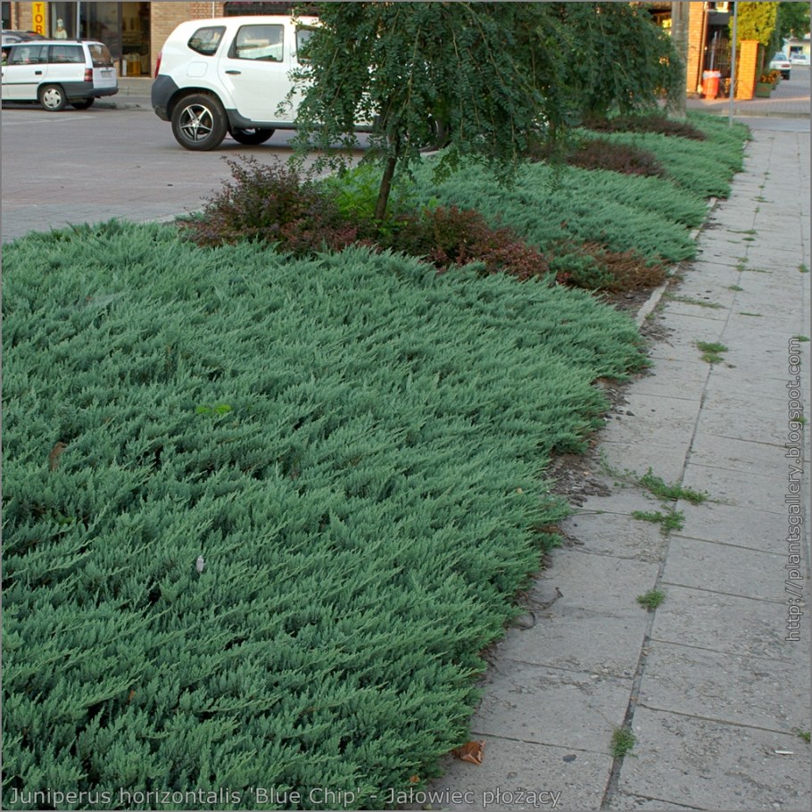 Можжевельник горизонтальный Блю чип