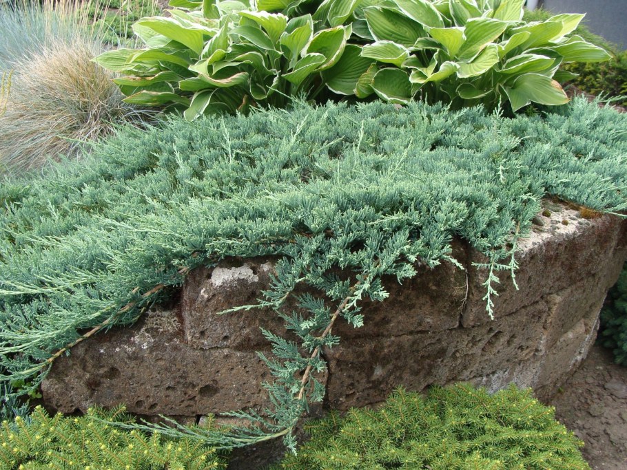 Можжевельник горизонтальный Wiltonii