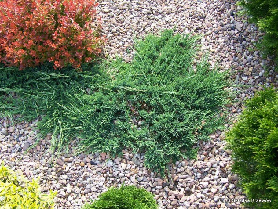 Можжевельник казацкий Вилтони