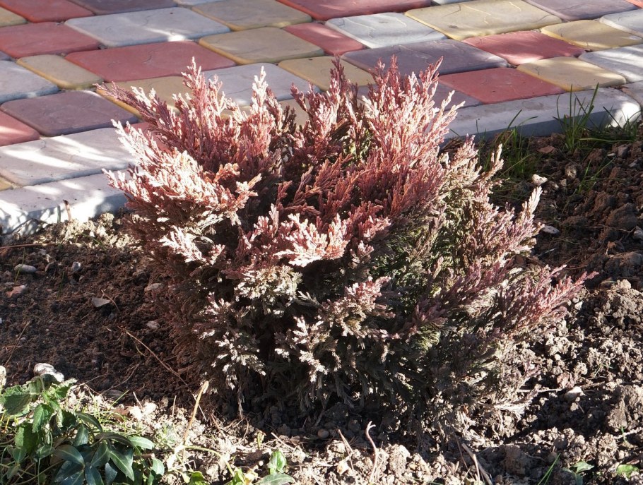 Можжевельник горизонтальный Андорра Вариегата