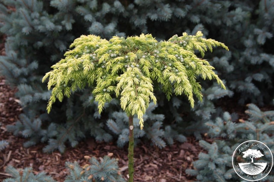 Можжевельник Пфитцериана Ауреа