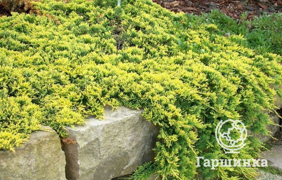 Можжевельник горизонтальный Голден карпет