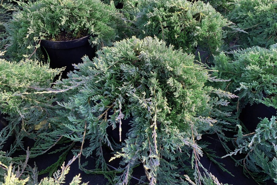 Можжевельник Горизонт Вилтони