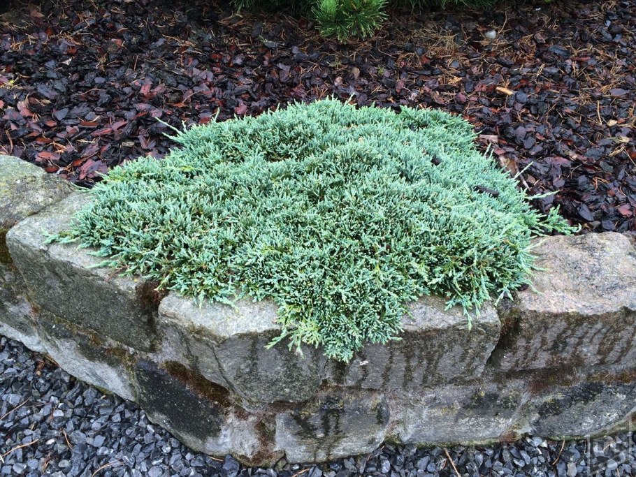 Можжевельник стелющийся Блю чип