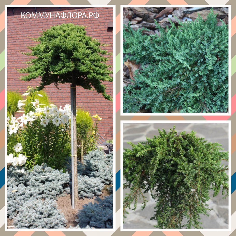 Можжевельник принц Уэльский на штамбе