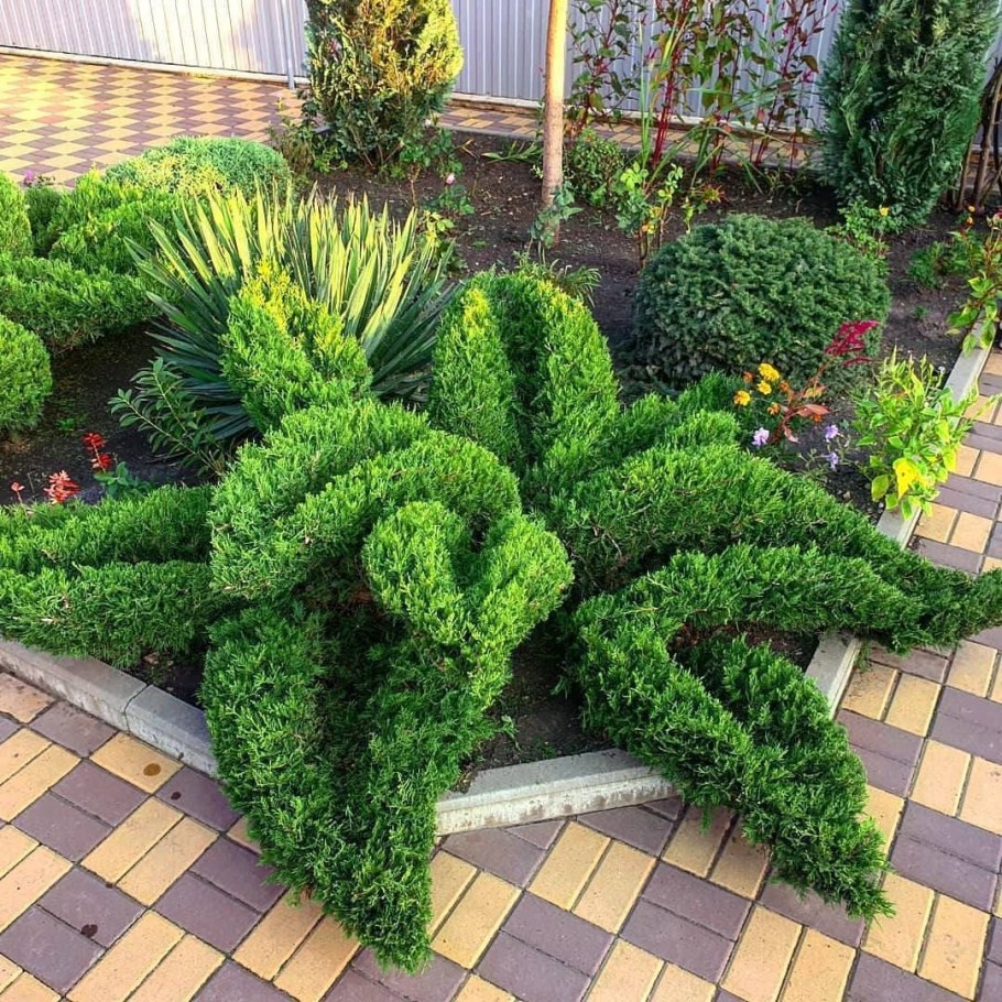 Можжевельник Andorra variegata топиарная стрижка