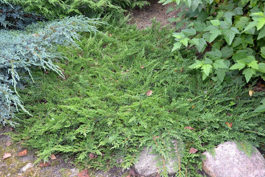 Можжевельник стелющийся принц Уэльский