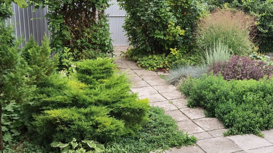 Туя компакта