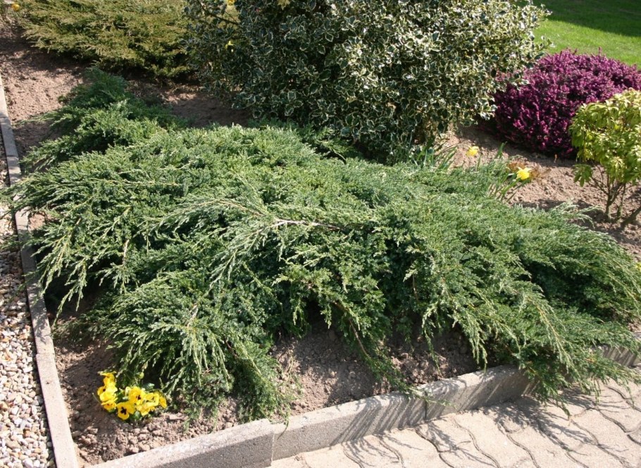 Можжевельник чешуйчатый Блю карпет