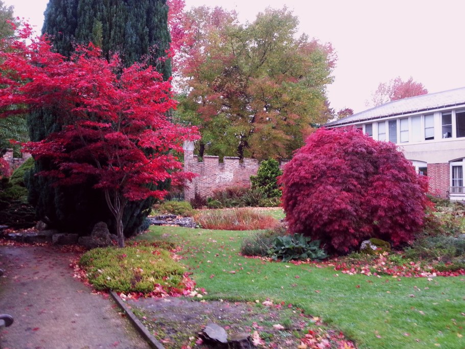 Бересклет крылатый ниваки