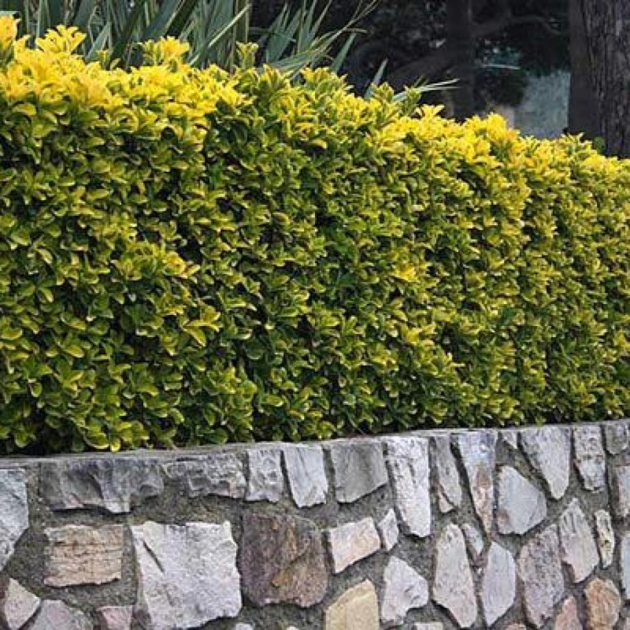 Бересклет ауреус