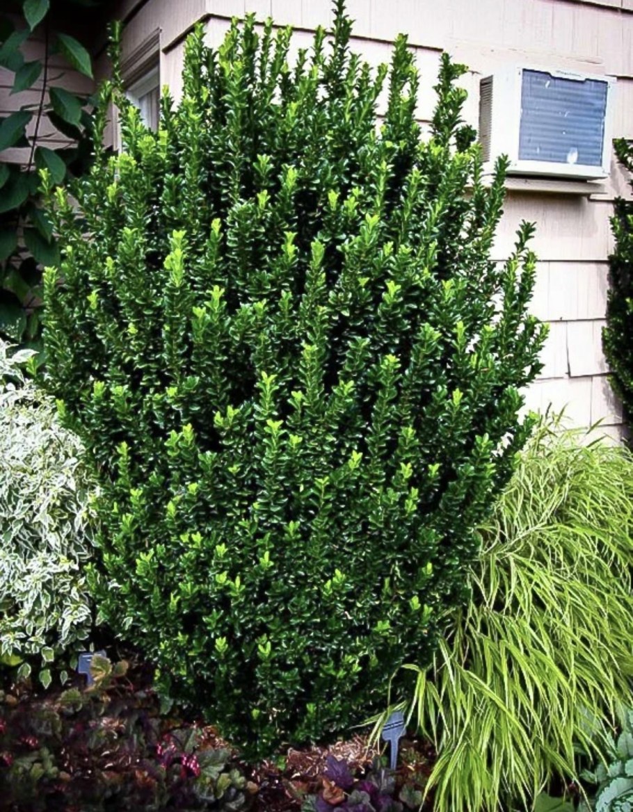 Бересклет японский Green Spire