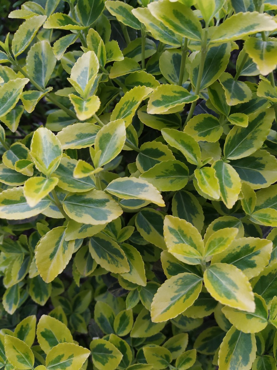 Бересклет пестролистный