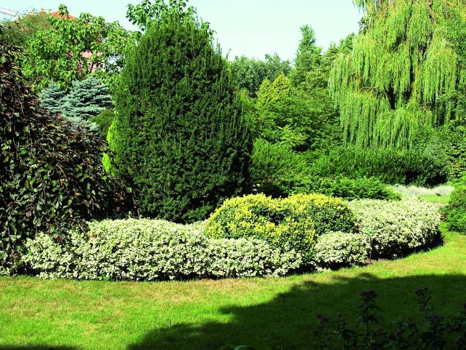 Бересклет Форчуна Арлекин