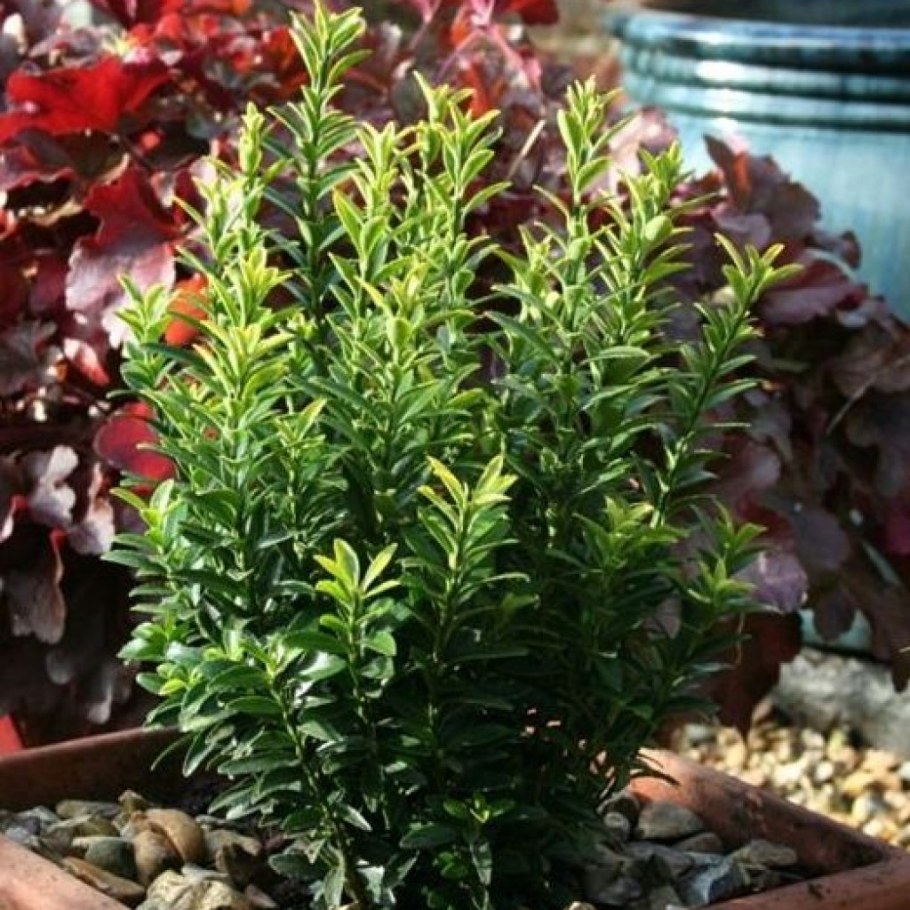 Бересклет microphyllus