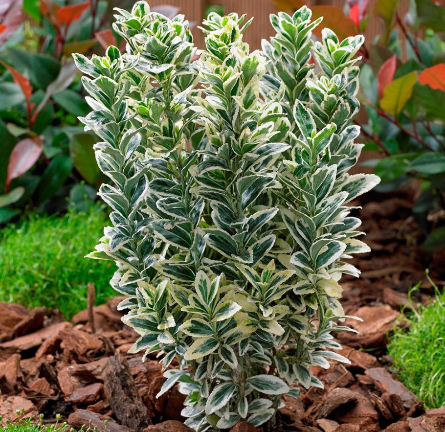 Бересклет японский псевдолавр