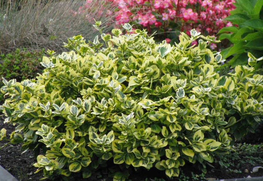 Бересклет Форчуна Эмеральд Гаити