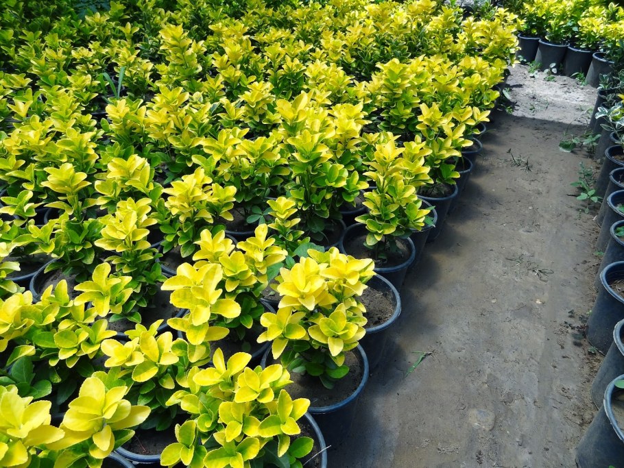 Бересклет японский Ауреа