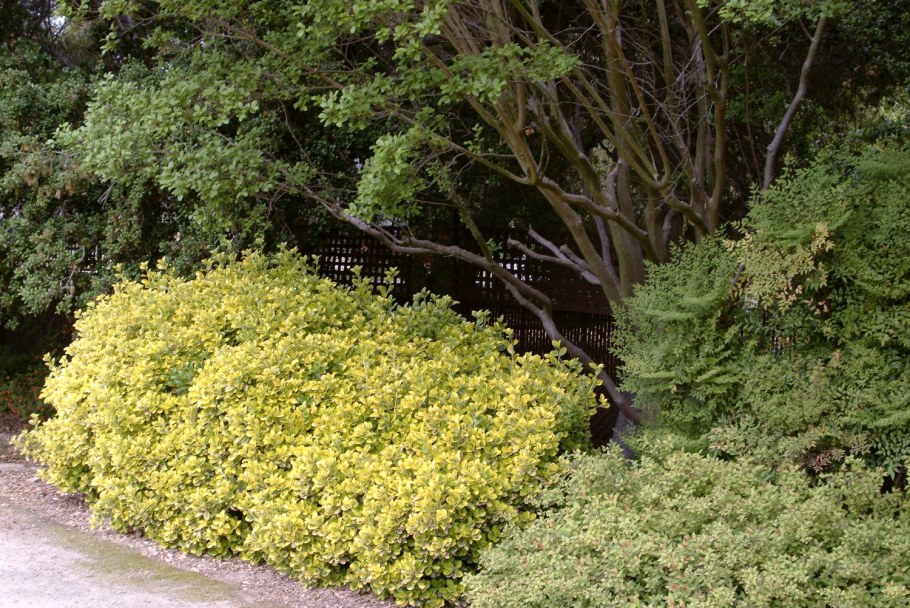 Бересклет японский куст