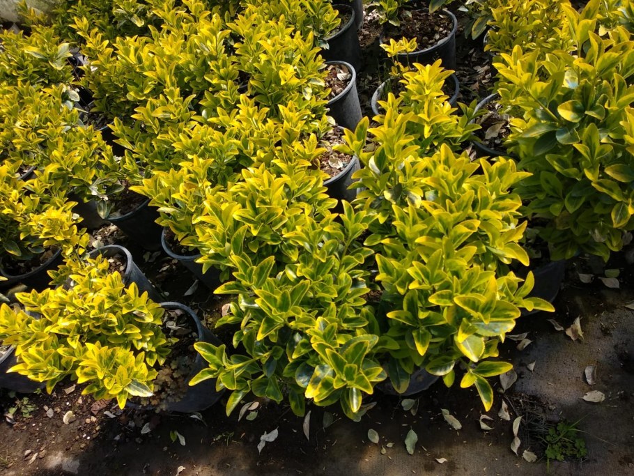 Бересклет Форчуна Интерболви