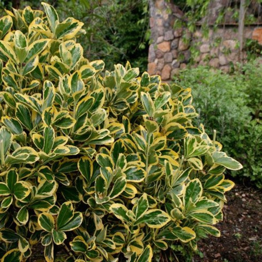 Бересклет японский Ауреомаргината