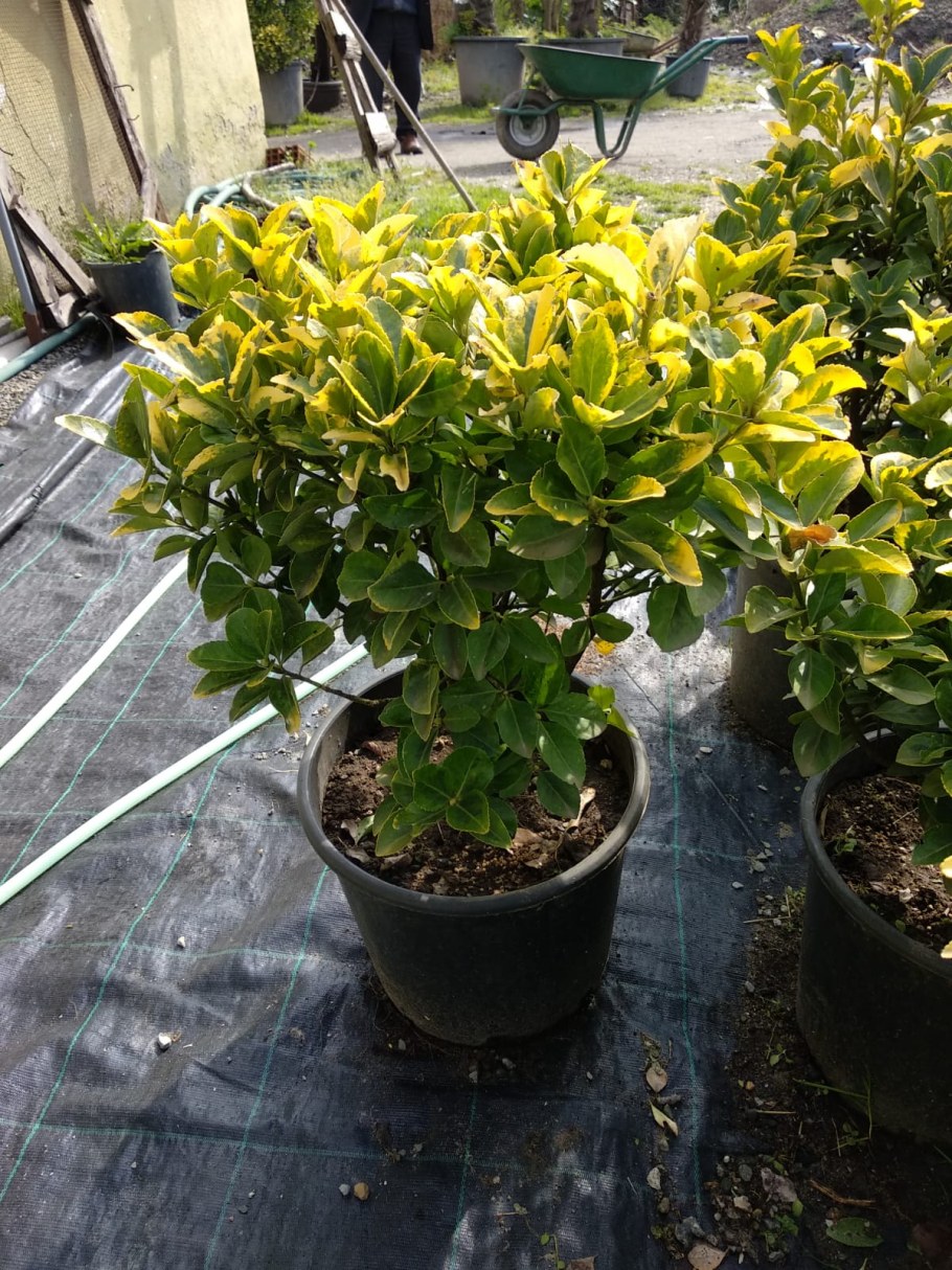 Бересклет японский Ауреа