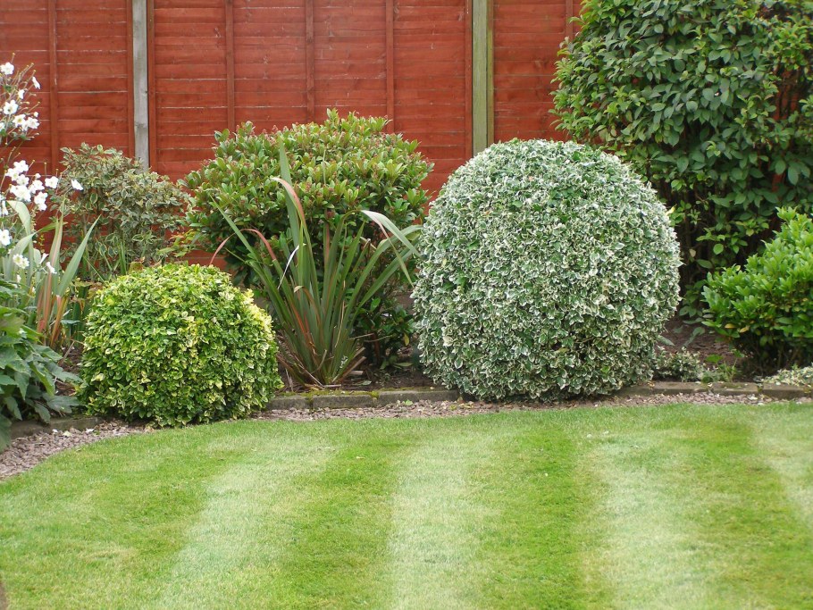 Дерен Элегантиссима