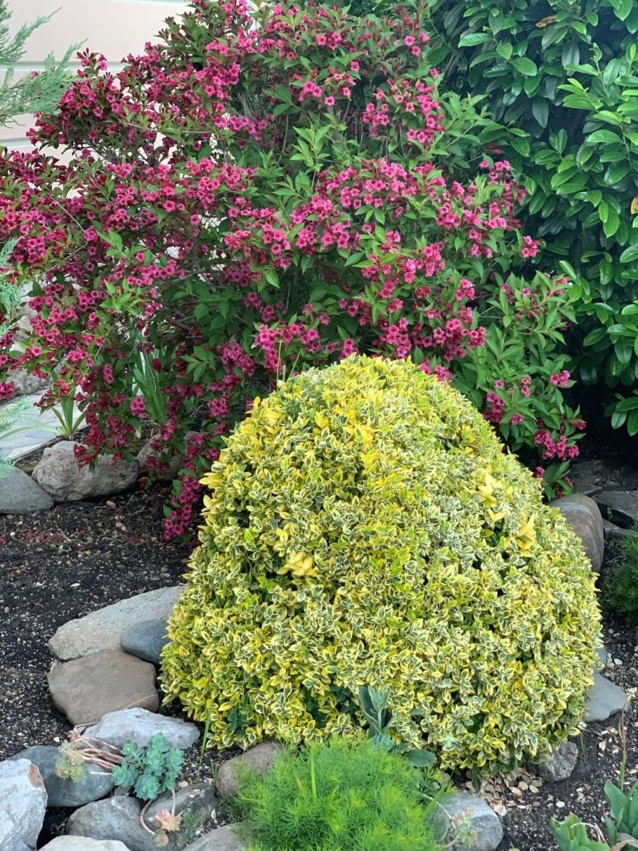 Бересклет японский Ауреомаргината