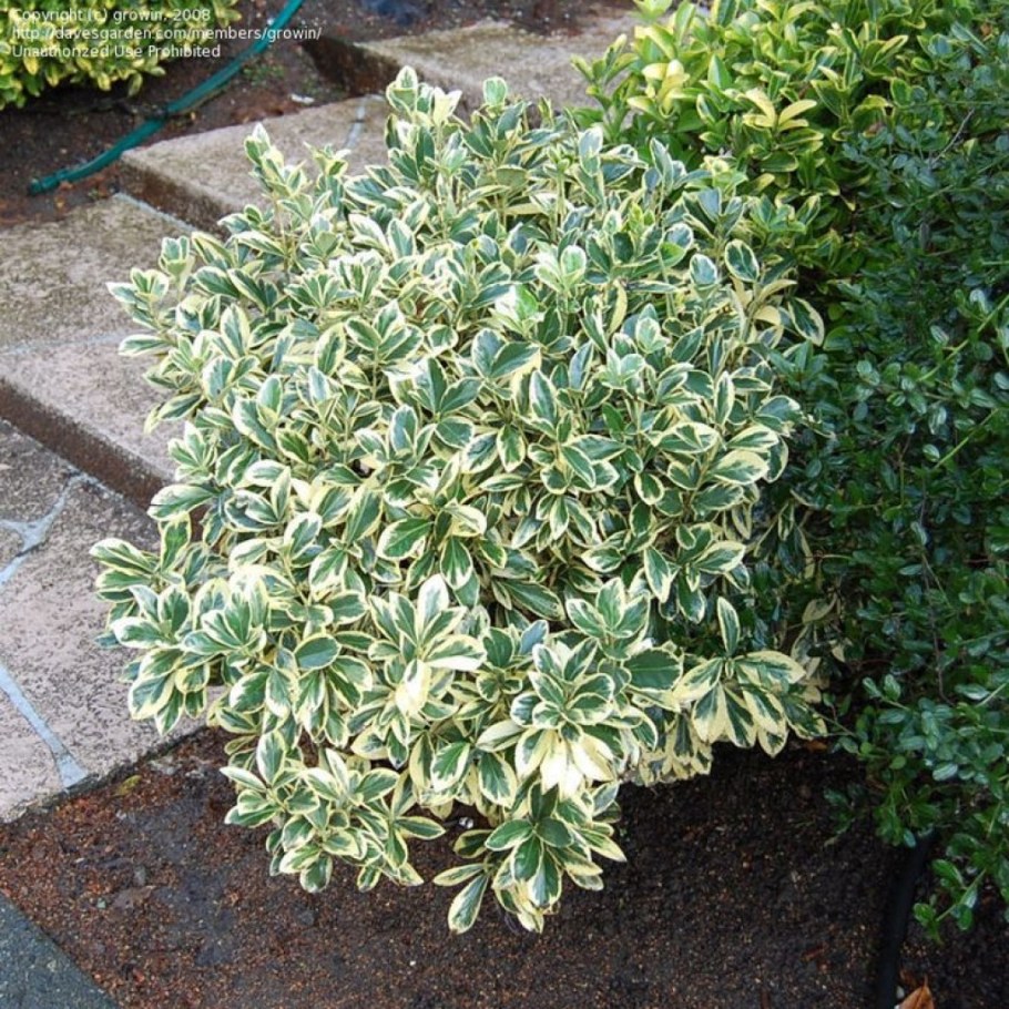 Бересклет Эонимус