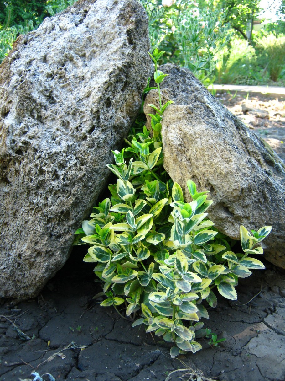 Бересклет Форчуна Эмеральд