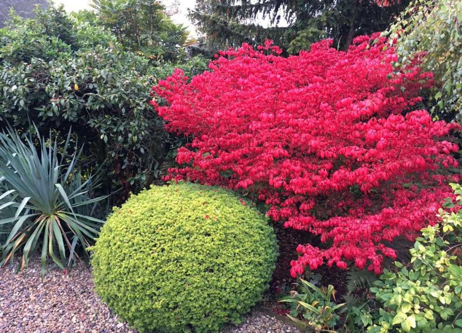 Бересклет крылатый Компактус