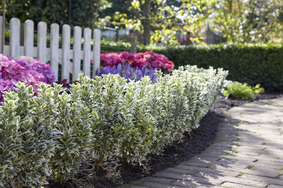 Бересклет Форчуна