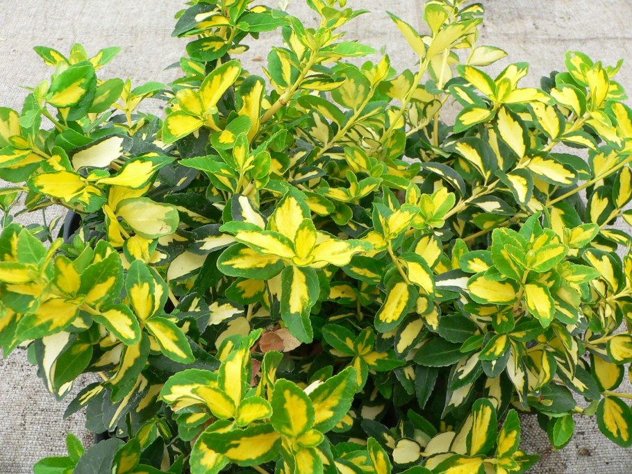 Бересклет Эонимус