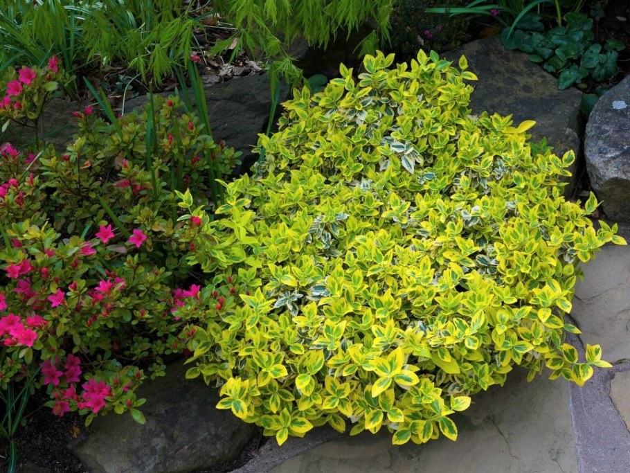 Бересклет Форчуна Вегетус