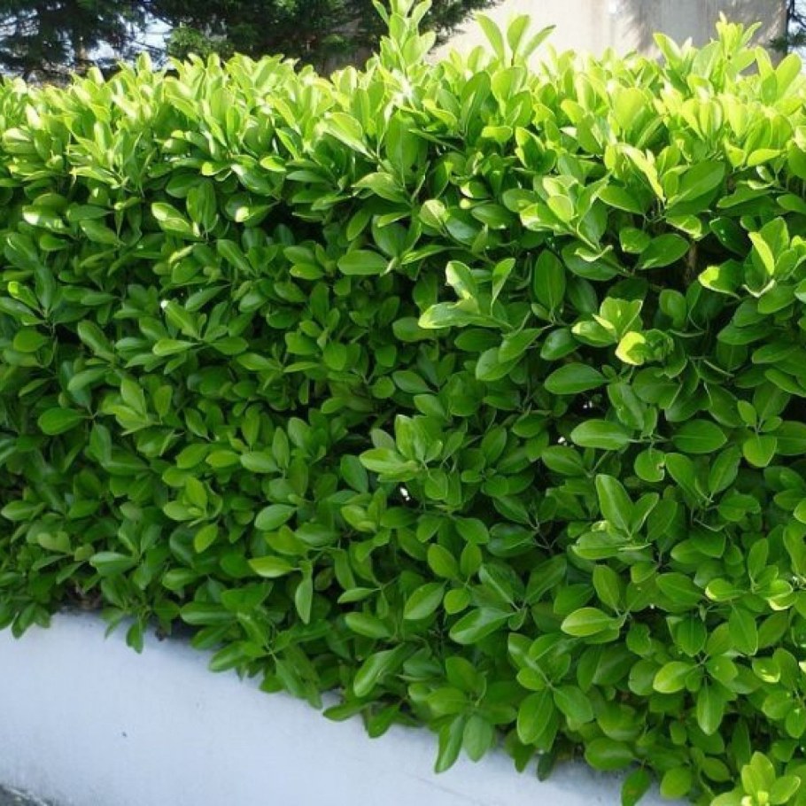 Бересклет Буксус