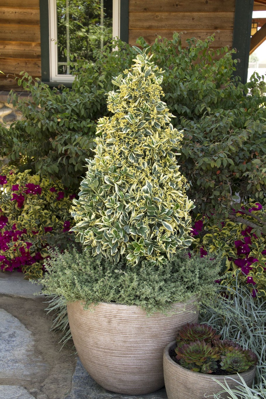 Бересклет Эонимус