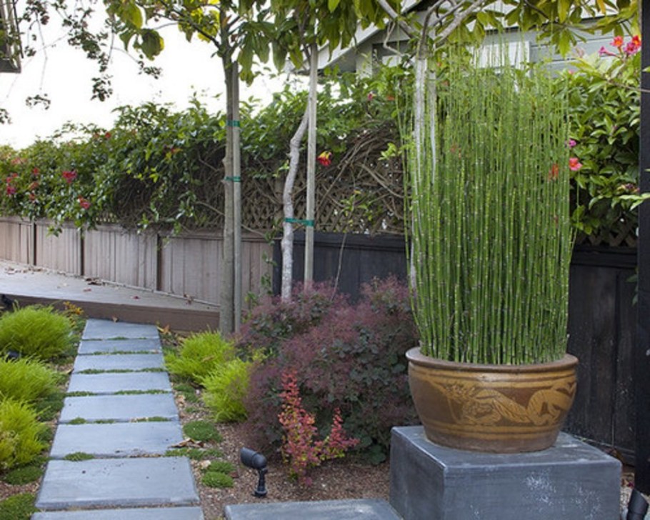 Японский хвощ зимующий садовый